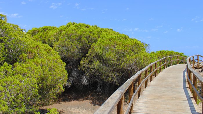 Boardwalk through the pine dunes of Guardamar