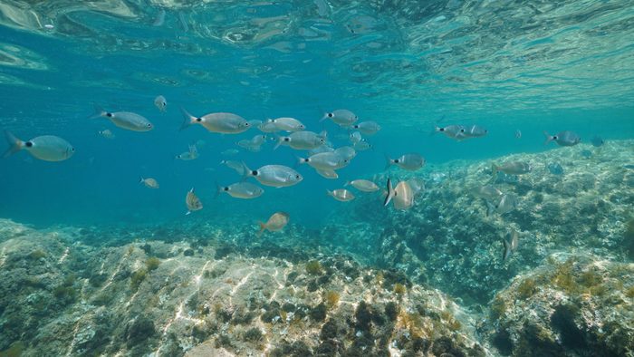 Fish in the clear water off the coast